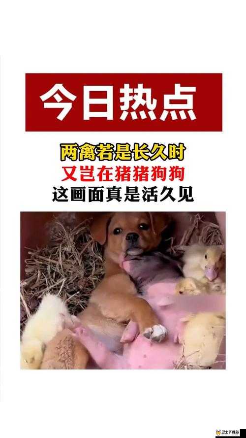 人 or 猪 or 狗已彻底下架-老用户：其背后的原因及影响分析